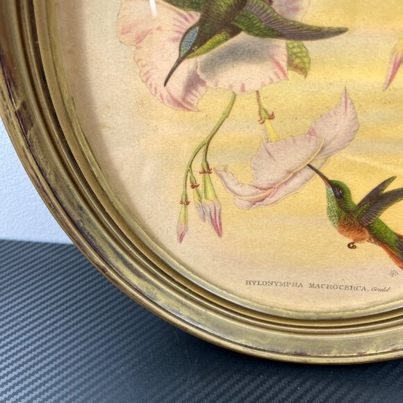 Vintage 1940’s Hylonympha Macrocerca Hummingbird Print by Gould Gold Oval Frame - Picture 4 of 10